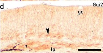 Fig.12.D showing Immunohistochemistry in a Solea senegalensis (Senegalese sole) sample from the publication: Integrated Histological, Ultrastructural, Lectin and Immunohistochemical Characterization of the Senegalese sole (Solea senegalensis) Olfactory Rosettes: From Premetamorphic Larvae to Adult Individuals.