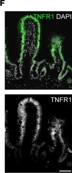 Fig.1.F showing Immunohistochemistry-immunofluorescence from the publication: Epithelial TNF controls cell differentiation and CFTR activity to maintain intestinal mucin homeostasis.