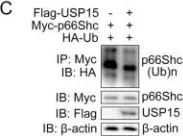 Fig.4.C showing Western Blotting from the publication: USP15 regulates p66Shc stability associated with Drp1 activation in liver ischemia/reperfusion.