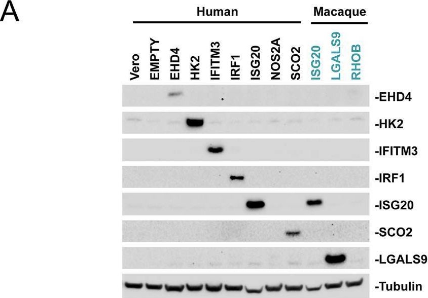Fig.3.A showing Western Blotting from the publication: Interferon-Stimulated Gene (ISG)-Expression Screening Reveals the Specific Antibunyaviral Activity of ISG20.