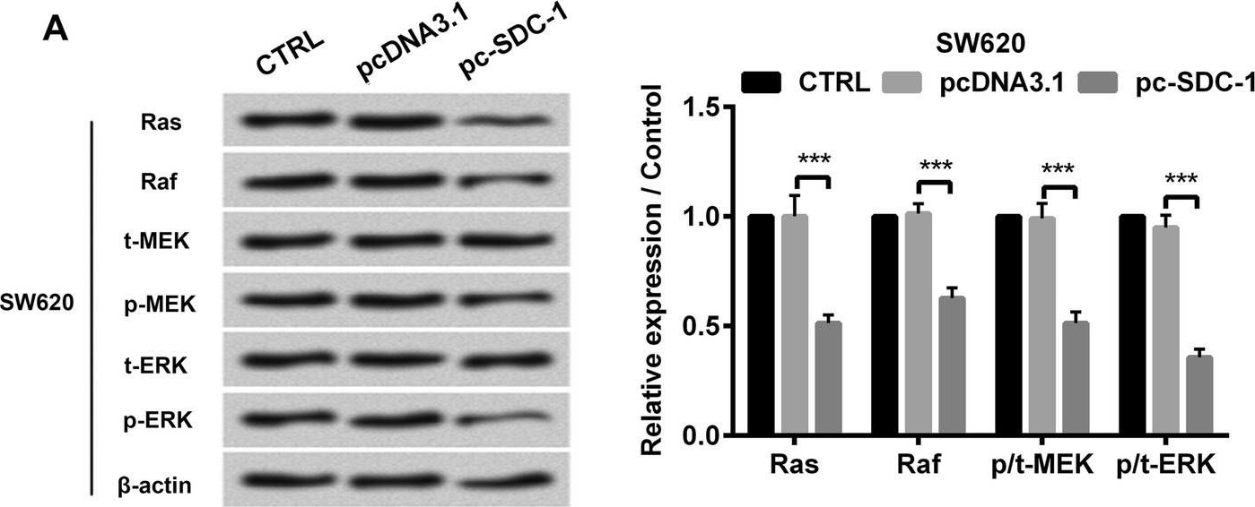 Fig.5.A showing Western Blotting in a Homo sapiens (Human) sample from the publication: Syndecan-1 suppresses cell growth and migration via blocking JAK1/STAT3 and Ras/Raf/MEK/ERK pathways in human colorectal carcinoma cells.