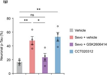 Fig.5.G from the publication: Inhibition of unfolded protein response prevents post-anesthesia neuronal hyperactivity and synapse loss in aged mice.
