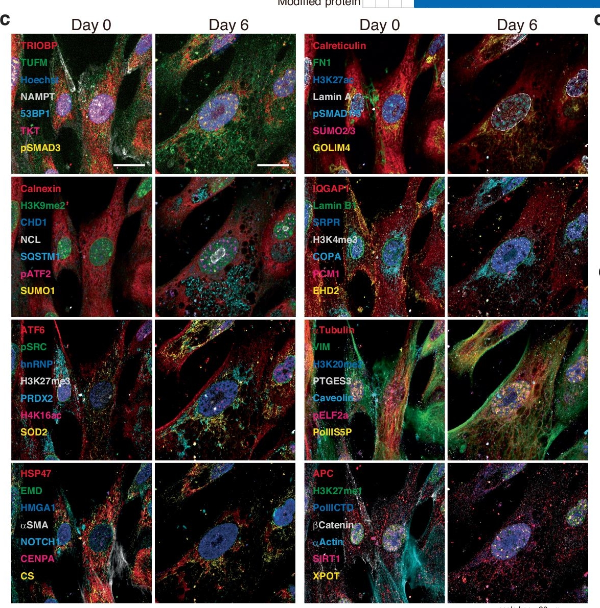 Fig.3.C showing Immunocytochemistry-immunofluorescence in a Homo sapiens (Human) sample from the publication: Precise immunofluorescence canceling for highly multiplexed imaging to capture specific cell states.