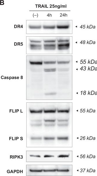 Fig.10.B showing Western Blotting from the publication: Transition between cell states of sensitivity reveals molecular vulnerability of drug-tolerant cells.