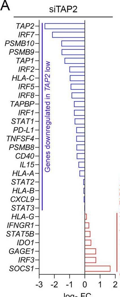 Fig.4.A showing Flow cytometry/Cell sorting in a Homo sapiens (Human) sample from the publication: IL-4 mediated TAP2 downregulation is a dominant and reversible mechanism of immune evasion and immunotherapy resistance in non-small cell lung cancer.