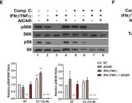 Fig.5.E showing Western Blotting in a Mus musculus (House mouse) sample from the publication: The AMPK agonist 5-aminoimidazole-4-carboxamide ribonucleotide (AICAR), but not metformin, prevents inflammation-associated cachectic muscle wasting.