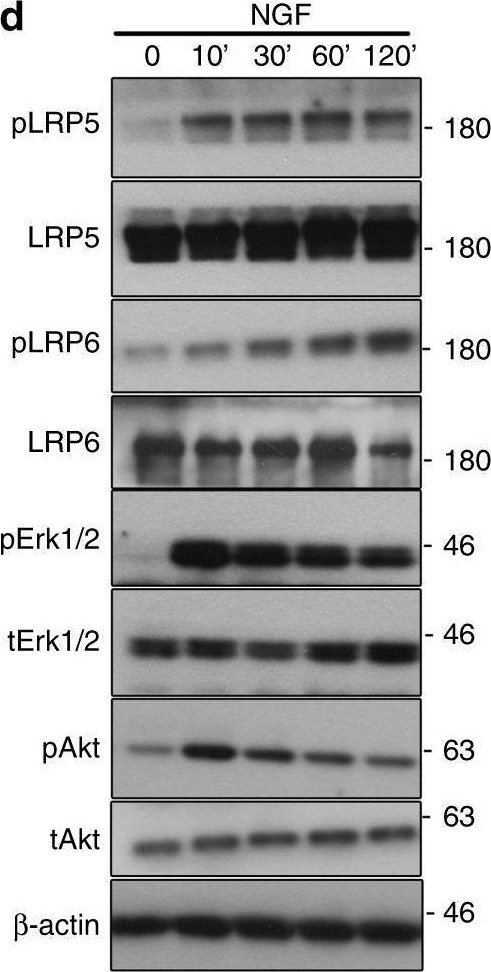 Fig.5.D showing Western Blotting from the publication: Early life stress disrupts intestinal homeostasis via NGF-TrkA signaling.