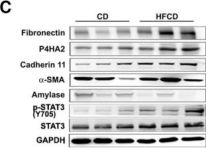 OB-Cadherin (P707) Antibody | Cell Signaling Technology