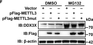 Fig.6.F showing Western Blotting in a Homo sapiens (Human) sample from the publication: Distinct pathways utilized by METTL3 to regulate antiviral innate immune response.