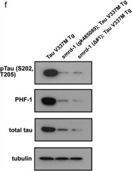 Fig.2.F showing Western Blotting from the publication: Loss of SMARCAD1 Mitigates Tauopathy.