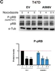 Fig.7.C showing Western Blotting in a Homo sapiens (Human) sample from the publication: Mutation of SPINOPHILIN (PPP1R9B) found in human tumors promotes the tumorigenic and stemness properties of cells.