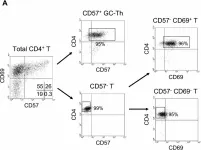 Fig.2.A showing Flow cytometry/Cell sorting in a Homo sapiens (Human) sample from the publication: Human CD57+ germinal center-T cells are the major helpers for GC-B cells and induce class switch recombination.