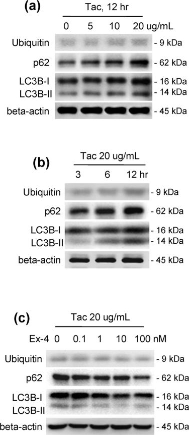 Effect of Exendin-4 on Autophagy Clearance in Beta Cell of Rats with Tacrolimus-induced Diabetes Mellitus.