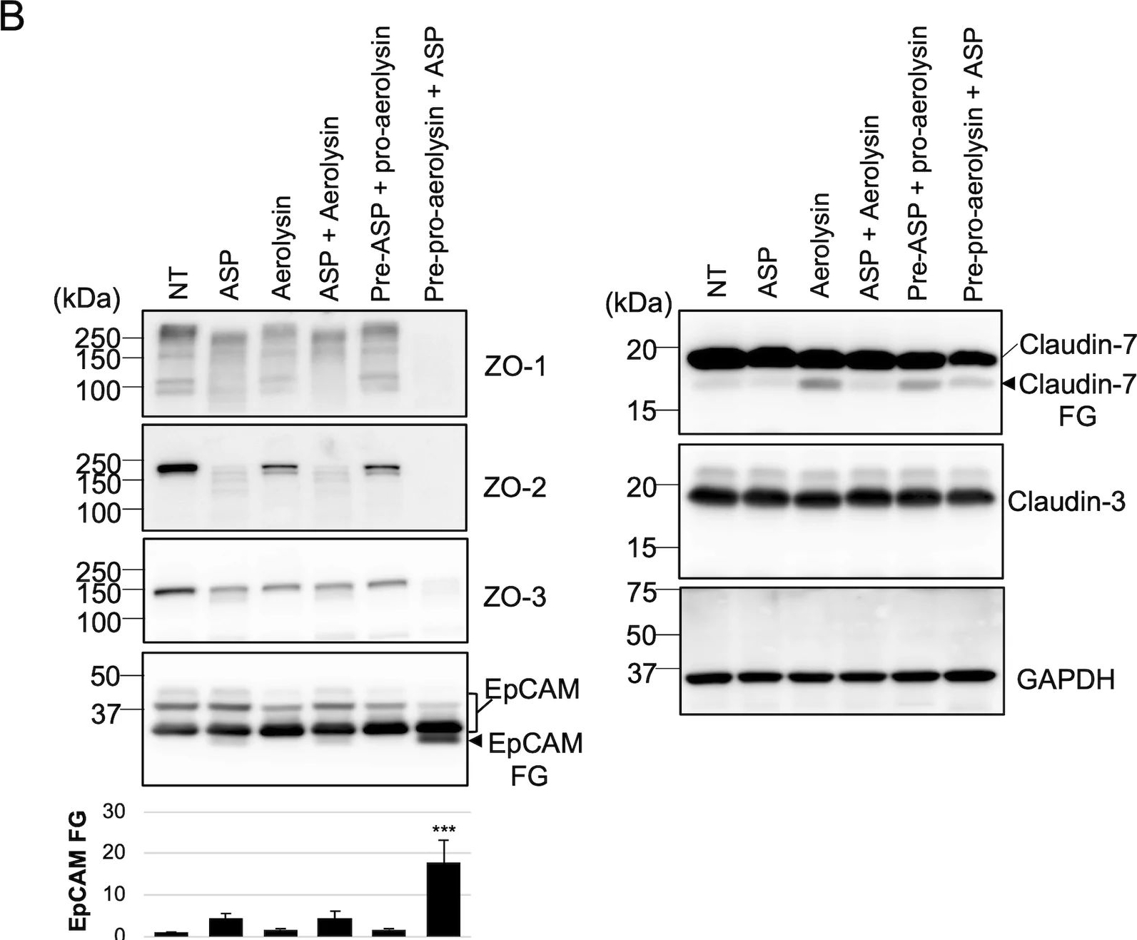 Fig.5.B showing Western Blotting from the publication: Aeromonas veronii biotype sobria serine protease activates aerolysin and cleaves EpCAM to breach the epithelial barrier.