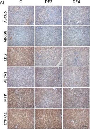 Fig.7.A showing Immunohistochemistry from the publication: Diatomaceous Earth Supplementation as a Bioavailable Silicon Source Modulates Postprandial Lipid Metabolism in Healthy Female Rats.