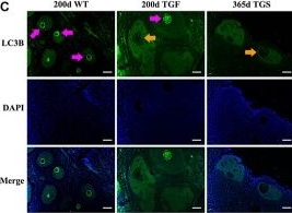 Fig.5.C from the publication: Bone Morphogenetic Protein 15 Knockdown Inhibits Porcine Ovarian Follicular Development and Ovulation.