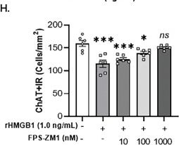 Fig.2.H from the publication: HMGB1 neuroimmune signaling and REST-G9a gene repression contribute to ethanol-induced reversible suppression of the cholinergic neuron phenotype.