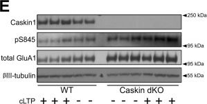 Fig.7.E showing Western Blotting from the publication: Dendritic spine morphology and memory formation depend on postsynaptic Caskin proteins.