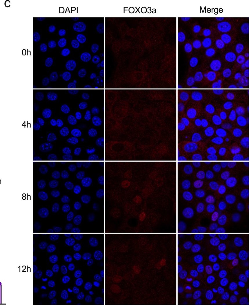 Fig.5.C showing Immunocytochemistry-immunofluorescence from the publication: Oncolytic adenovirus encoding apolipoprotein A1 suppresses metastasis of triple-negative breast cancer in mice.