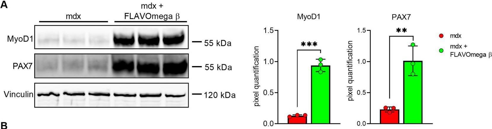 Fig.5.A showing Western Blotting from the publication: Flavonoids and Omega3 Prevent Muscle and Cardiac Damage in Duchenne Muscular Dystrophy Animal Model.