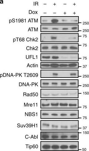 Fig.2.A showing Western Blotting in a Homo sapiens (Human) sample from the publication: UFL1 promotes histone H4 ufmylation and ATM activation.