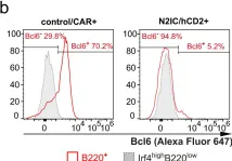 Fig.6.B showing Flow cytometry/Cell sorting in a Mus musculus (House mouse) sample from the publication: Notch2 controls developmental fate choices between germinal center and marginal zone B cells upon immunization.