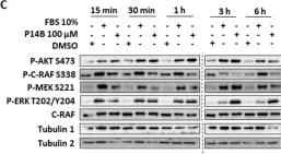 Fig.2.C showing Western Blotting from the publication: α4-α5 Helices on Surface of KRAS Can Accommodate Small Compounds That Increase KRAS Signaling While Inducing CRC Cell Death.