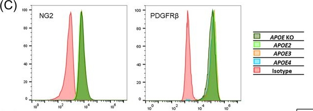 Fig.4.C showing Flow cytometry/Cell sorting from the publication: iPSC-derived blood-brain barrier modeling reveals APOE isoform-dependent interactions with amyloid beta.