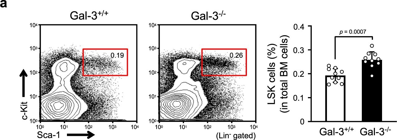 Fig.2.A showing Flow cytometry/Cell sorting in a Mus musculus (House mouse) sample from the publication: Indispensable role of Galectin-3 in promoting quiescence of hematopoietic stem cells.