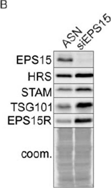Fig.2.B showing Western Blotting in a Homo sapiens (Human) sample from the publication: A SPOPL/Cullin-3 ubiquitin ligase complex regulates endocytic trafficking by targeting EPS15 at endosomes.