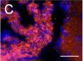 Fig.3.C showing Immunohistochemistry-immunofluorescence in a Mus musculus (House mouse) sample from the publication: Extracellular adenosine signaling induces CX3CL1 expression in the brain to promote experimental autoimmune encephalomyelitis.