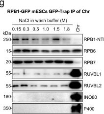 Fig.1.G showing Western Blotting from the publication: The transcriptional coactivator RUVBL2 regulates Pol II clustering with diverse transcription factors.
