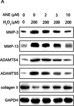 Fig.3.A showing Western Blotting from the publication: Anemonin reduces hydrogen peroxide-induced oxidative stress, inflammation and extracellular matrix degradation in nucleus pulposus cells by regulating NOX4/NF-κB signaling pathway.