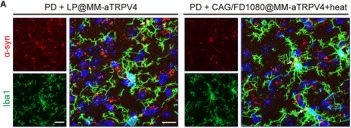 Fig.8.A showing Immunohistochemistry-immunofluorescence in a Mus musculus (House mouse) sample from the publication: NIR-II Imaging-Guided Photothermal Activation of a TRPV4-Targeted Nanoplatform Delivering Cycloastragenol to Promote Microglia Reprogramming and α-Synuclein Clearance in Parkinson's Disease.