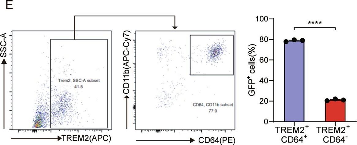 Fig.6.E showing Flow cytometry/Cell sorting in a Mus musculus (House mouse) sample from the publication: TREM2 macrophage promotes cardiac repair in myocardial infarction by reprogramming metabolism via SLC25A53.