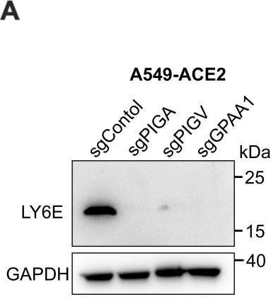 Fig.7.A showing Western Blotting from the publication: Glycosylphosphatidylinositol biosynthesis functions as a conserved host defense pathway against coronaviruses via regulation of LY6E.