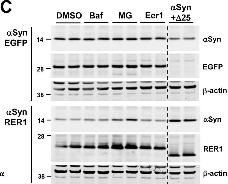 Fig.4.C showing Western Blotting in a Homo sapiens (Human) sample from the publication: The ER retention protein RER1 promotes alpha-synuclein degradation via the proteasome.