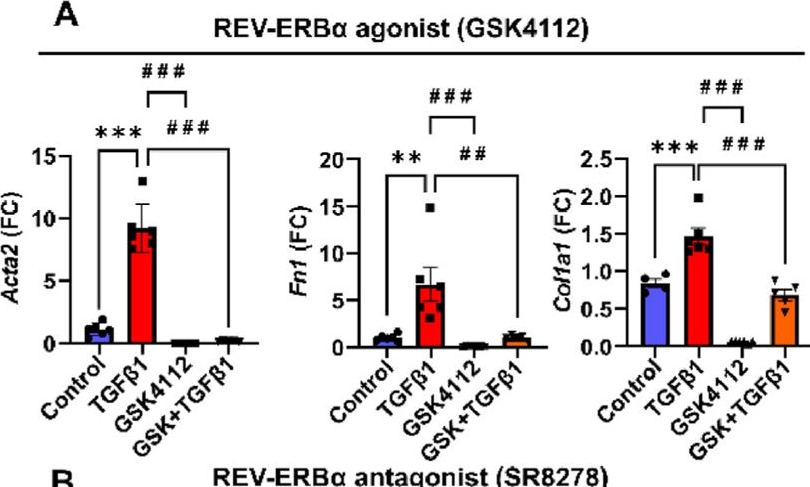 Fig.4.A from the publication: Rev-erbα agonists suppresses TGFβ1-induced fibroblast-to-myofibroblast transition and pro-fibrotic phenotype in human lung fibroblasts.