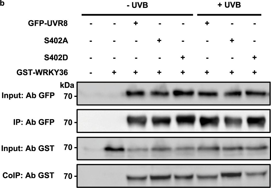 Fig.3.B showing Western Blotting from the publication: Phosphorylation of Arabidopsis UVR8 photoreceptor modulates protein interactions and responses to UV-B radiation.