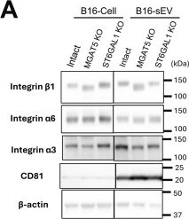 Fig.2.A showing Western Blotting from the publication: Highly branched complex-type N-glycans on integrin β1 in extracellular vesicles enhance the binding of sEVs to laminin on recipient cells.
