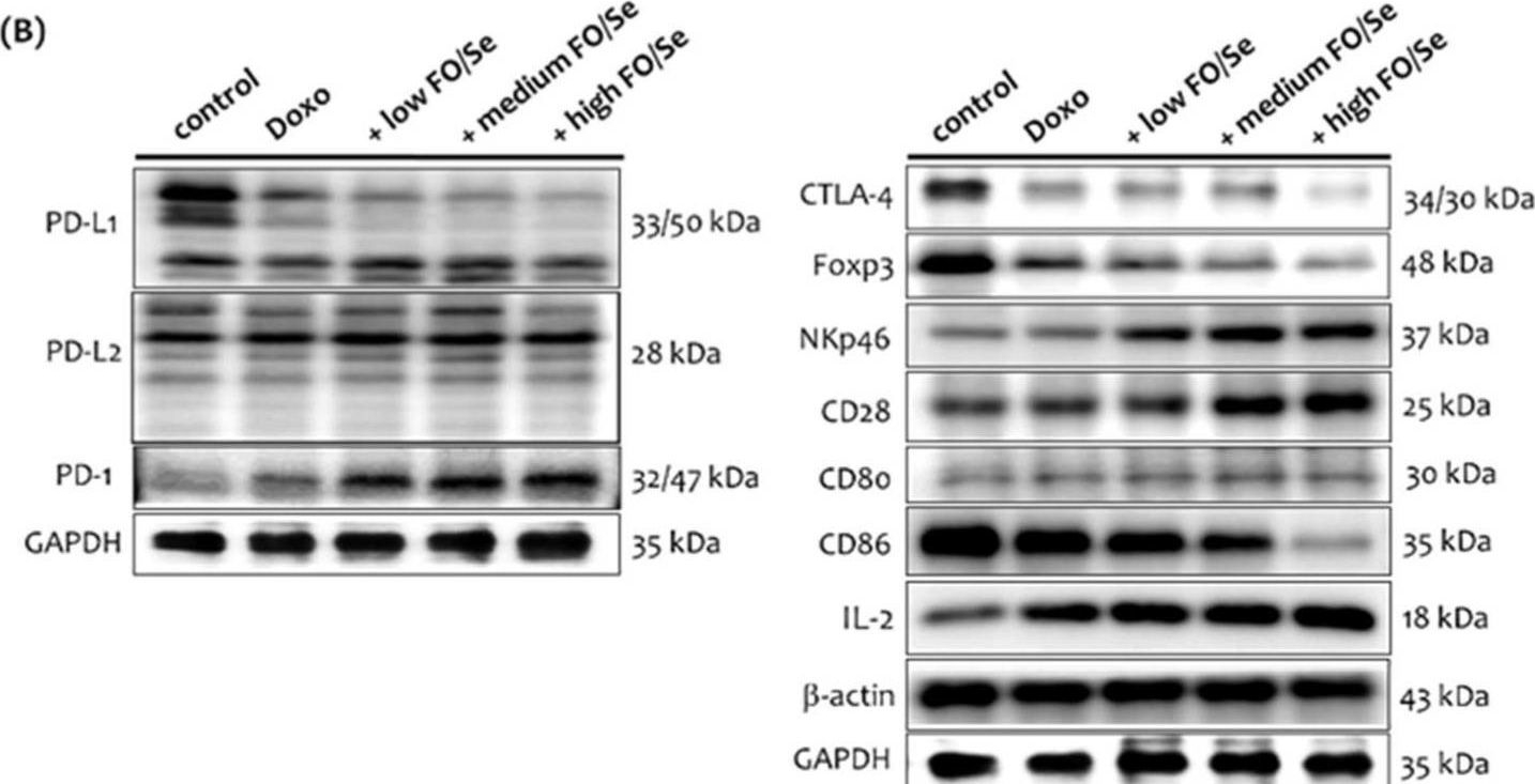 Fig.5.B showing Western Blotting in a Mus musculus (House mouse) sample from the publication: Fish Oil and Selenium with Doxorubicin Modulates Expression of Fatty Acid Receptors and Selenoproteins, and Targets Multiple Anti-Cancer Signaling in Triple-negative Breast Cancer Tumors.