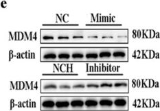 Fig.6.E showing Western Blotting from the publication: Regulatory Effect of circRNA3890 on the Establishment of Receptive Endometrium in Dairy Goats.