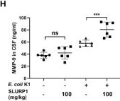 Fig.3.H showing Enzyme-linked immunosorbent assay from the publication: Endogenous α7 nAChR Agonist SLURP1 Facilitates Escherichia coli K1 Crossing the Blood-Brain Barrier.