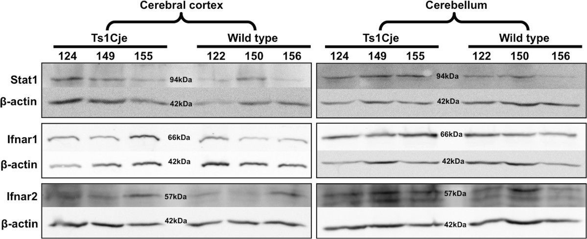 Fig.7.A showing Western Blotting in a Mus musculus (House mouse) sample from the publication: Functional transcriptome analysis of the postnatal brain of the Ts1Cje mouse model for Down syndrome reveals global disruption of interferon-related molecular networks.