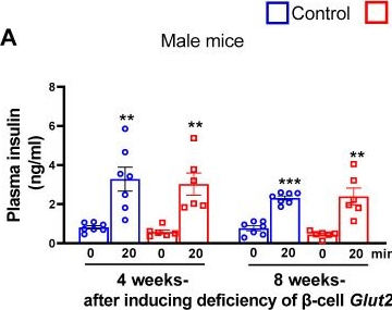Fig.2.A from the publication: Normal β-Cell Glut2 Expression Is not Required for Regulating Glucose-Stimulated Insulin Secretion and Systemic Glucose Homeostasis in Mice.