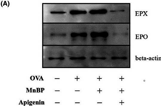 Fig.3.A showing Western Blotting from the publication: The effect of apigenin, an aryl hydrocarbon receptor antagonist, in Phthalate-Exacerbated eosinophilic asthma model.