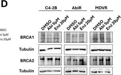 Fig.4.D showing Western Blotting in a Homo sapiens (Human) sample from the publication: Characterizing Response to PARP Inhibitor Treatment Combinations in Advanced Prostate Cancer.