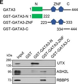 Fig.3.E showing Western Blotting in a Homo sapiens (Human) sample from the publication: GATA3 recruits UTX for gene transcriptional activation to suppress metastasis of breast cancer.