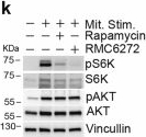 Fig.3.K showing Western Blotting from the publication: Transient APC/C inactivation by mTOR boosts glycolysis during cell cycle entry.