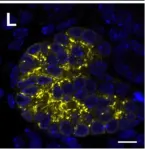 Fig.3.L showing Immunohistochemistry-immunofluorescence in a Mus musculus (House mouse) sample from the publication: Reconstitution of the embryonic kidney identifies a donor cell contribution to the renal vasculature upon transplantation.